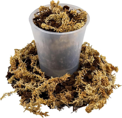 Gardenera Premium Orchid Mix by GARDENERA | Fern + New Zealand Pine Bark + Sphagnum Moss + Perlite | Best for Growing and Repotting Orchids - 4 Quart Bag