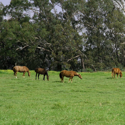 Outsidepride All-Purpose Pasture Seed Mix - 50 lb. Perennial, Drought-Tolerant & Fast-Growing, Pasture Seeds for Planting Abundant Forage Grass & Clover, Great for Grazing Livestock & Hay Production