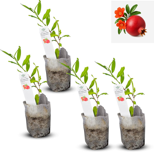 Live Pomegranate 'Wonderful' Plants (Punica Granatum 'Wonderful') - Fruit-Bearing