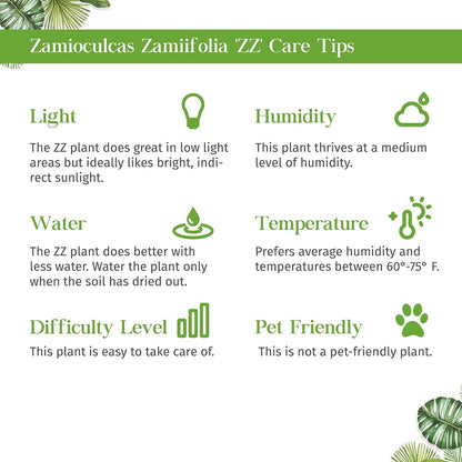 Zamioculcas Zamiifolia ZZ Live Plant for Indoor | Different Houseplants in 4'' & 6'' Pot | Real House Plant for Living Room, Office, Desk & Bathroom