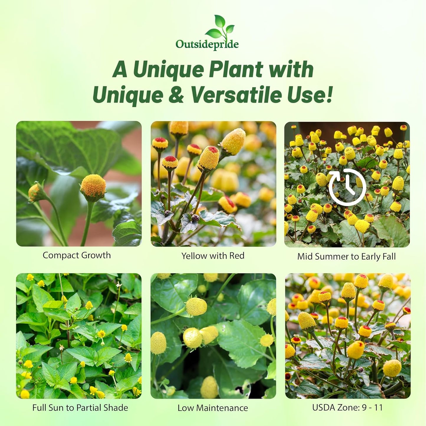 Outsidepride Toothache Plant Seeds - 5000 Pcs. Perennial, Easy to Grow & Pollinator Friendly, Herb Seeds for Planting Ornamental, Pompom-Shaped Yellow Blooms for Culinary Creations & Herb Gardens