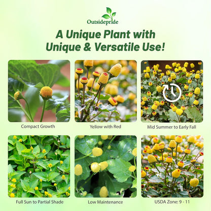 Outsidepride Toothache Plant Seeds - 5000 Pcs. Perennial, Easy to Grow & Pollinator Friendly, Herb Seeds for Planting Ornamental, Pompom-Shaped Yellow Blooms for Culinary Creations & Herb Gardens