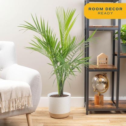 Costa Farms Majesty Palm Live Plant in Plastic Pot, Large Indoor Houseplant, Perfect for Home, Room, or Office Decor, Great House Warming or Birthday Gift, 3-4 Feet Tall