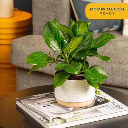 Costa Farms Ficus Live Plant in Decorative Pot, Indoor Houseplant, Assorted Variety, Home, Room, or Office Decor, Great House Warming or Birthday Gift, 12-18 Inches Tall