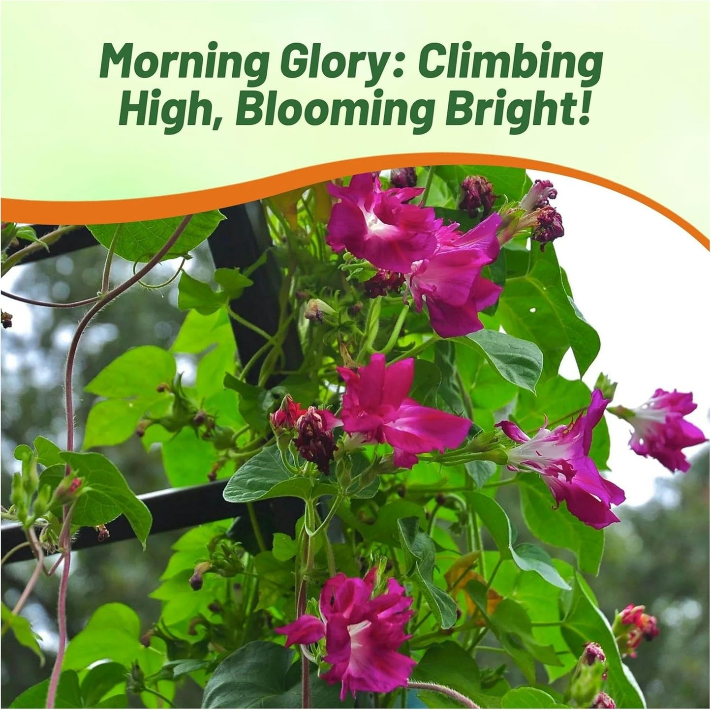 Outsidepride Sunrise Serenade Morning Glory Seeds - 50 Pcs. Annual, Climbing & Vining Flower Seeds for Planting Cerise & Purple Blooms, Ideal for Gardens, Trellises & Vertical Landscapes