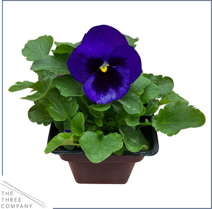 Live Healthy Flowering Pansies - Purple Blotch (4 Plants Per Pack), Beautiful Fall Color, 6" Tall by 4" Wide in 1 Pint Square Pot