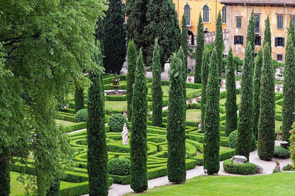 Florida Foliage Italian Cypress Tree | 10 Live Seedlings Cupressus Sempervirens Formal Elegant Mediterranean Style Plants, Green