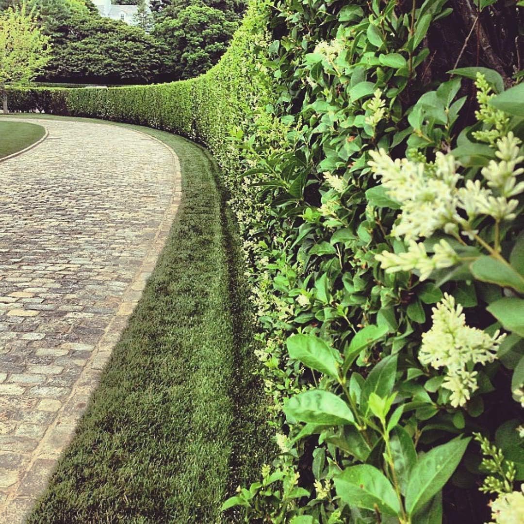 Curled Leaf Privet | 10 Live Quart Size Plants | Ligustrum Japonicum Recurvifolium, Evergreen Flowering Privacy Hedge, Ornamental Shrub for Lush Landscapes