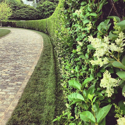 Curled Leaf Privet | 5 Live Quart Size Plants | Ligustrum Japonicum Recurvifolium, Evergreen Flowering Privacy Hedge, Ornamental Shrub for Lush Landscapes