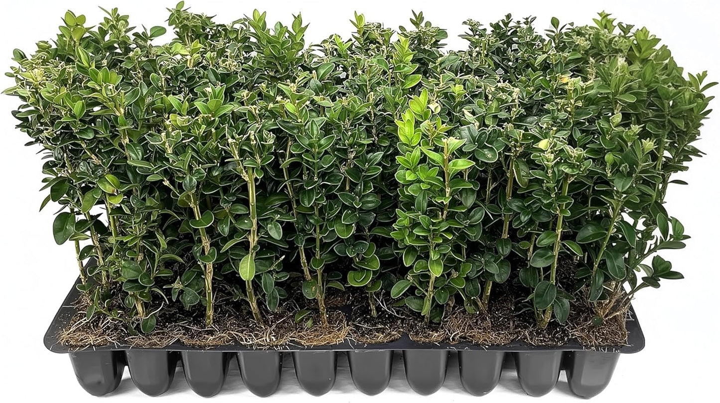 Green Mountain Boxwood | 10 Live Plants | Buxus sempervirens ‘Green Mountain’ | Evergreen Privacy Shrub | Compact Formal Garden Plants