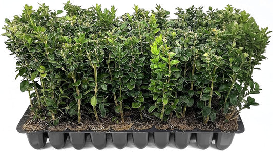 Green Mountain Boxwood | 3 Live Plants | Buxus sempervirens ‘Green Mountain’ | Evergreen Privacy