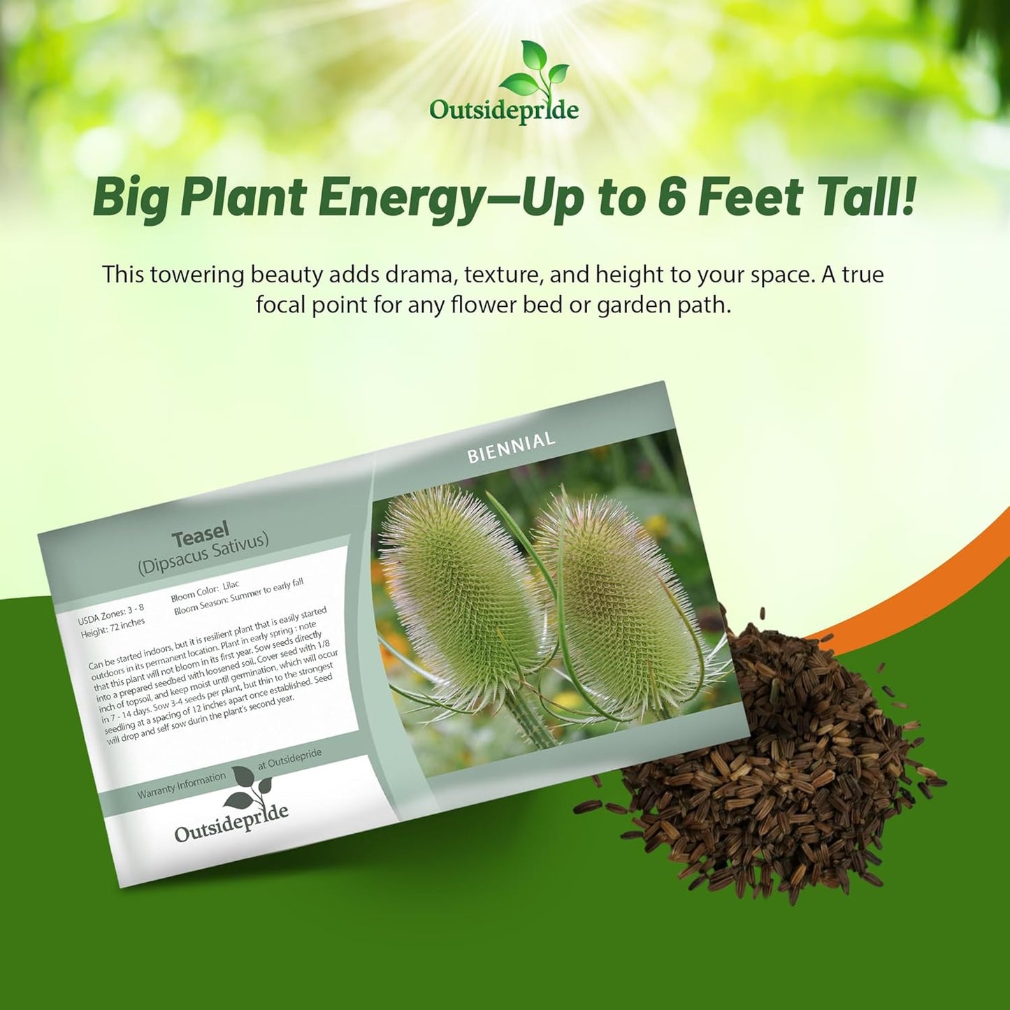 Outsidepride Teasel Seeds - 1000 Pcs. Biennal, Low Maintenance & Drought Tolerant, Flower Seeds for Planting Tall, Comb-Like Lilac Blooms for Cut Flower Arrangements & Pollinator Gardens