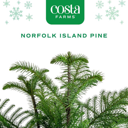 Costa Farms Live Christmas Tree, Small Norfolk Pine in Christmas Decor Plant Pot, Christmas Ornament, Holiday Gift Decoration for Room Decor, 10-12 Inches Tall