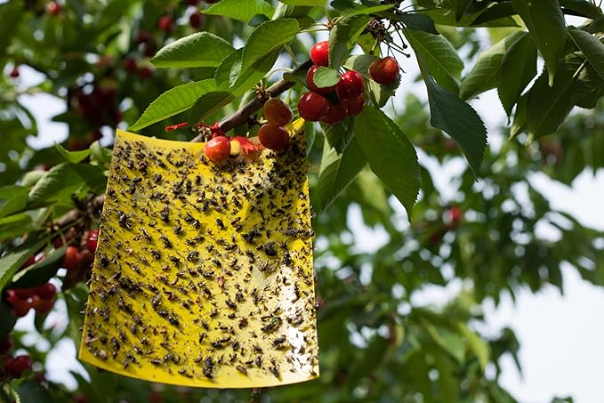 30Pcs Dual-Sided Yellow Sticky Traps for Plant Gnats - Waterproof Fly Paper Outdoor Indoor for Fungus Gnat Trap, Fly Tape Outdoor for Whiteflies, Aphids, Leafminers, Fruit Sticky Traps
