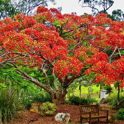 Red Flamboyant Tree Live Plant, 1 Year Old Seedling Royal Poinciana Tree for Planting, Hardy, Dormant in Winter, Jacaranda Like