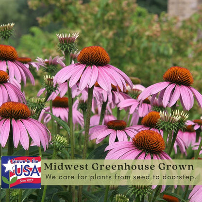 Clovers Garden Purple Coneflower (Echinacea Purpurea) Plants – Two (2) Live Plants – Non-GMO - Not Seeds - Each 4" to 8" Tall – in 4" Inch Pots – Hardy Flowering Perennial, Pollinator Favorite