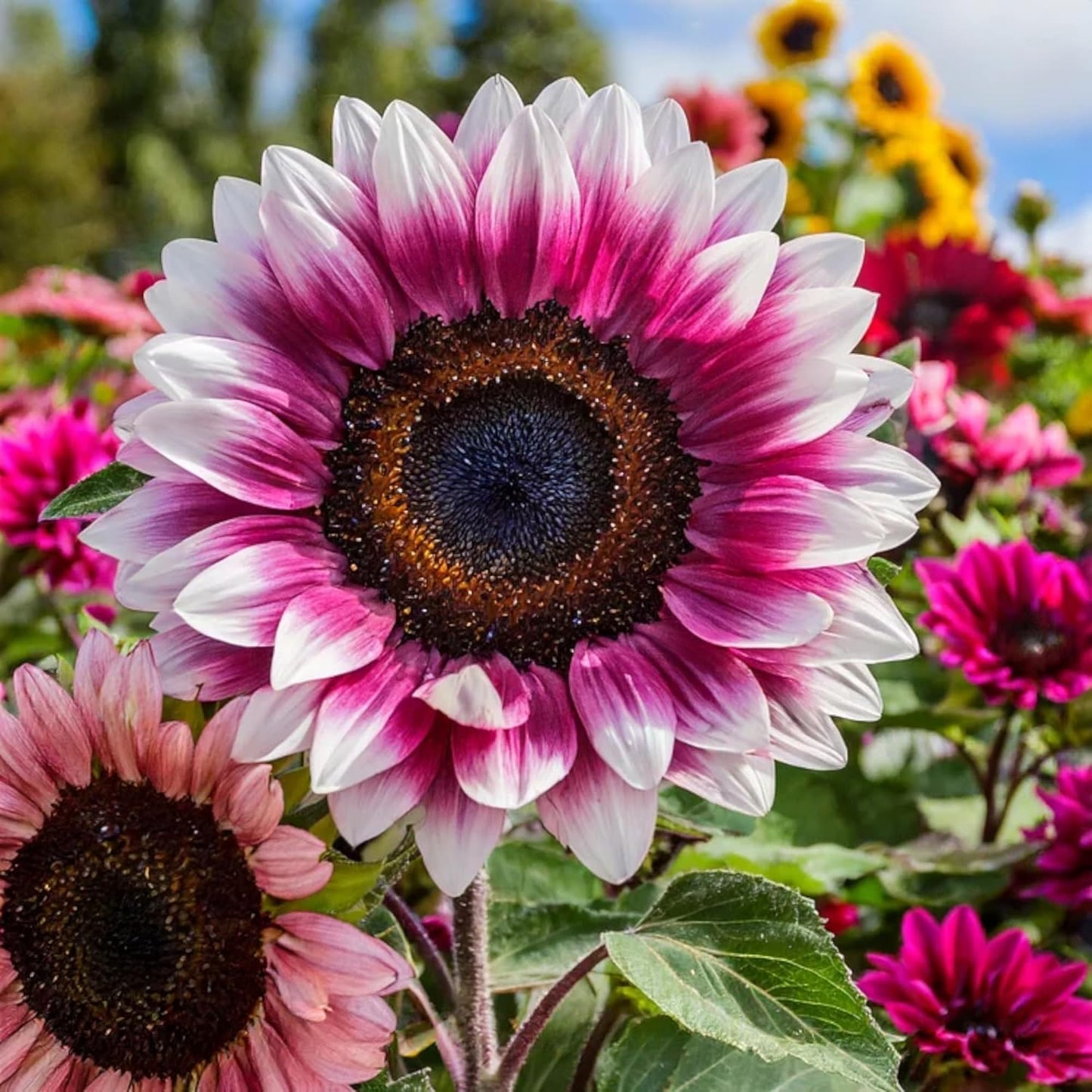 50pcs Rare Strawberry Pink Sunflower Seeds - Non-GMO Heirloom, Easy Grow Instructions Included - Unique Garden Addition