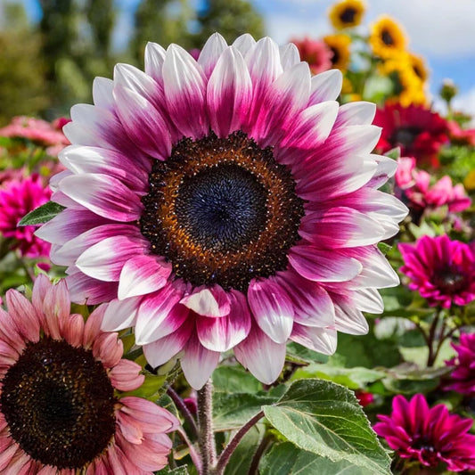 50pcs Rare Strawberry Pink Sunflower Seeds - Non-GMO Heirloom, Easy Grow Instructions Included