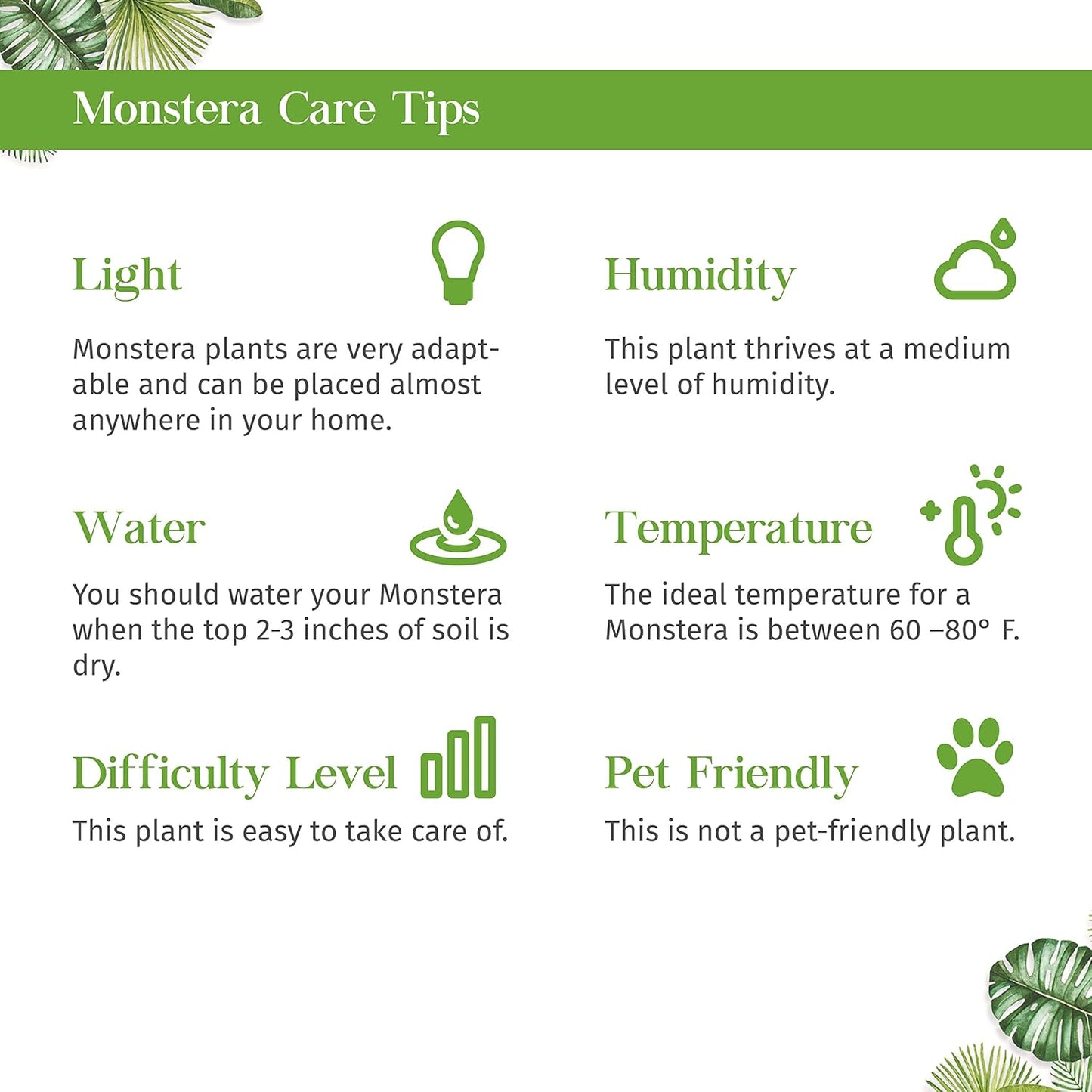 Monstera Standeleyana Albo Variegated Live Plant for Indoor | Different Houseplants in 4'' & 6'' Pot | Real House Plant for Living Room, Office, Desk & Bathroom | Five Holes