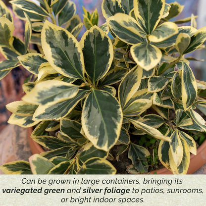 12 Silver King Euonymus, Live Plants – Euonymus Japonica – Hardy Variegated Evergreen Shrub in 2.5” Nursery Cubes – Low-Maintenance & Highly Adaptable for Landscaping