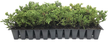 Prince of Wales Juniper - 50 Live Plants - Drought Tolerant Cold Hardy Evergreen Ground Cover
