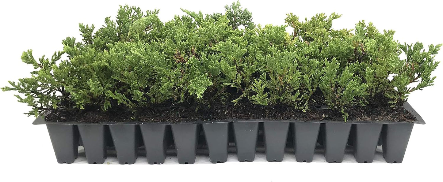 Prince of Wales Juniper - 30 Live Plants - Drought Tolerant Cold Hardy Evergreen Ground Cover