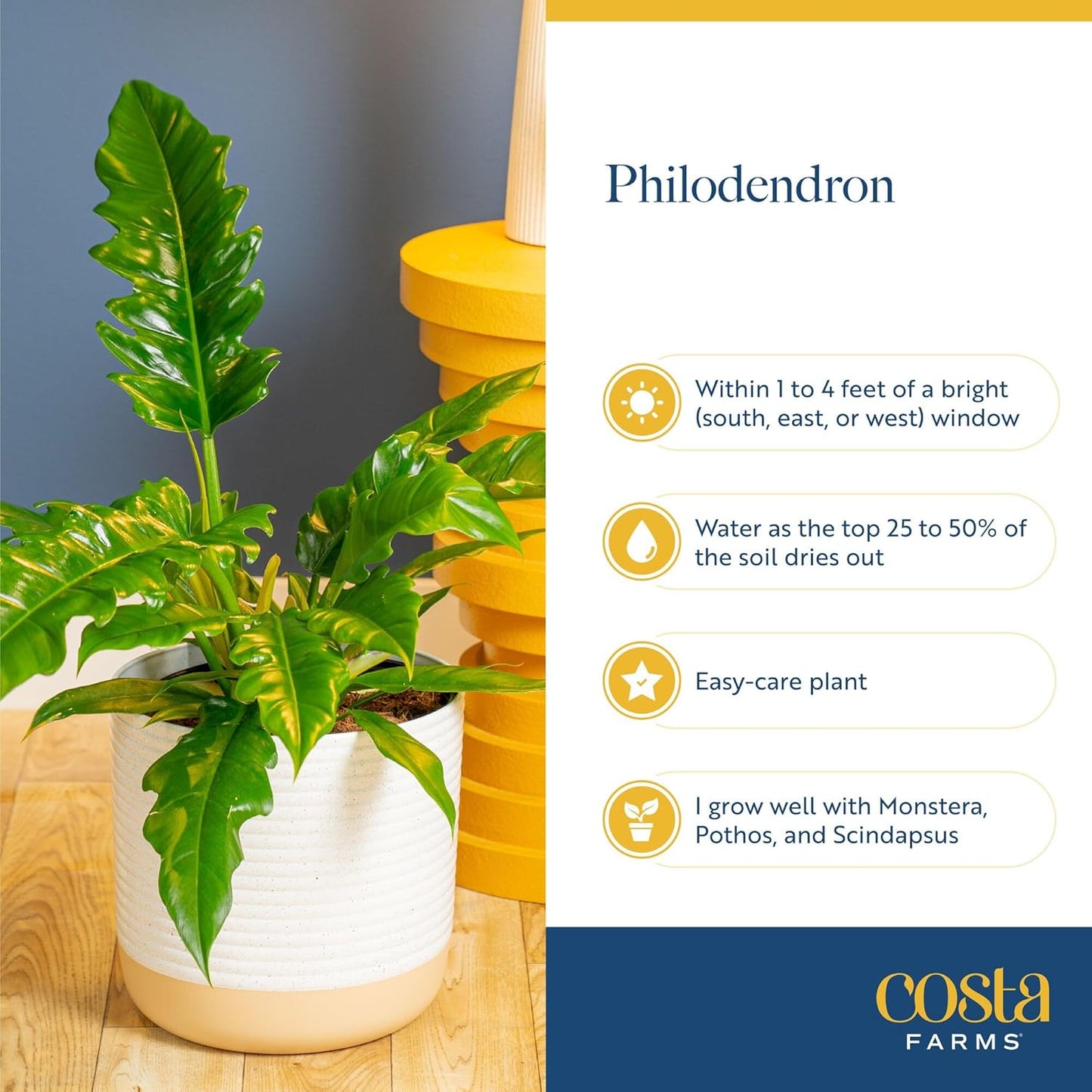 Costa Farms Philodendron Live Plant in Decorative Pot, Large Air Purifying Indoor Houseplant, Assorted Variety, Home, Room, or Office Decor, Great House Warming or Birthday Gift, 2-3 Feet Tall