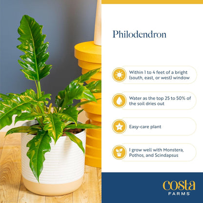 Costa Farms Philodendron Live Plant in Decorative Pot, Large Air Purifying Indoor Houseplant, Assorted Variety, Home, Room, or Office Decor, Great House Warming or Birthday Gift, 2-3 Feet Tall