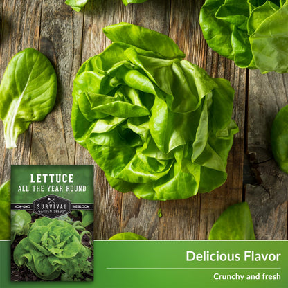 All The Year Round Lettuce Seed for Planting - 5 Packets with Instructions to Plant & Grow Adaptable Salad Greens in Your Home Vegetable Garden - Non-GMO Heirloom Variety - Survival Garden Seeds