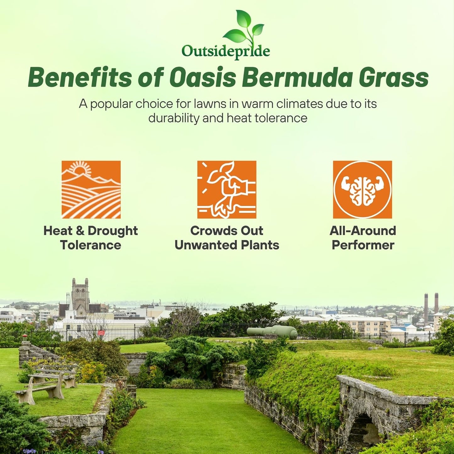Outsidepride Oasis Bermuda Grass Seed - 10 lbs Warm Season, High Traffic, Heat Resistant, Drought-Tolerant, Low-Maintenance, Fast Growing Turf Grass for Lawn, Ideal for Sunny Areas, Thick Coverage
