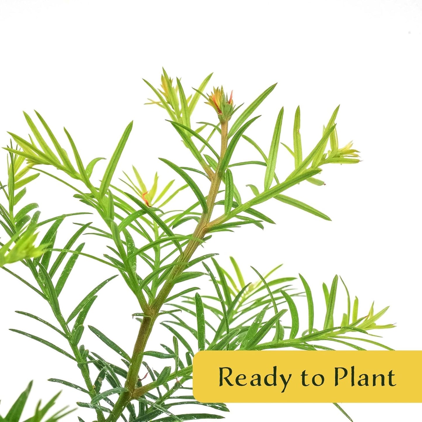 2 Coastal Redwood in 3.5” Nursery Cubes (Sequoia sempervirens) | Majestic Evergreen Tree for Shade, Privacy & Wildlife Support | Ready-to-Plant Live Starter Plants