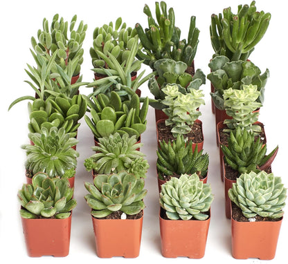 Shop Succulents Verde Succulent Plant Pack Bulk Collection - Live Mini Succulent Plants, Low Maintenance, Mix of Green Succulents & Textures - Wedding and Party Favors, Gift & Garden, Pack of 20