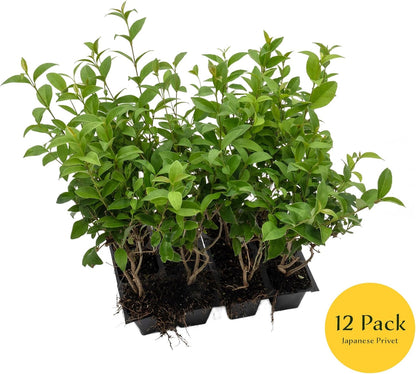 12 Japanese Privet in 2.5" Nursery Cubes | Ligustrum japonicum | Evergreen Shrub for Hedges, Screens & Borders | Ready-to-Plant & Easy-to-Grow Outdoor Live Starter Plants