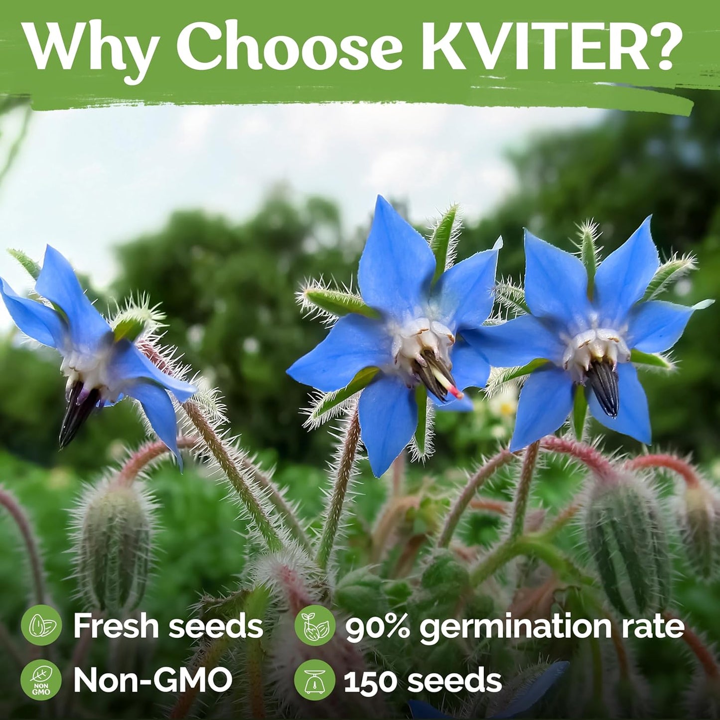 KVITER 150 Borage Seeds (Borago officinalis) - Blue Strawflower, Edible Flower for Teas, Attracts Pollinators - Organic & Heirloom Herb Seeds for Planting in Outdoor & Indoor Garden, Beds, Containers
