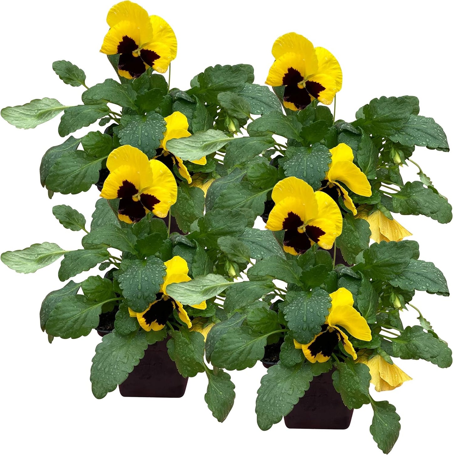 Live Healthy Flowering Pansies - Yellow Blotch (4 Plants Per Pack), Beautiful Fall Color, 6" Tall by 4" Wide in 1 Pint Square Pot