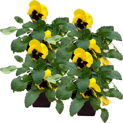 Live Healthy Flowering Pansies - Yellow Blotch (4 Plants Per Pack), Beautiful Fall Color, 6" Tall by 4" Wide in 1 Pint Square Pot