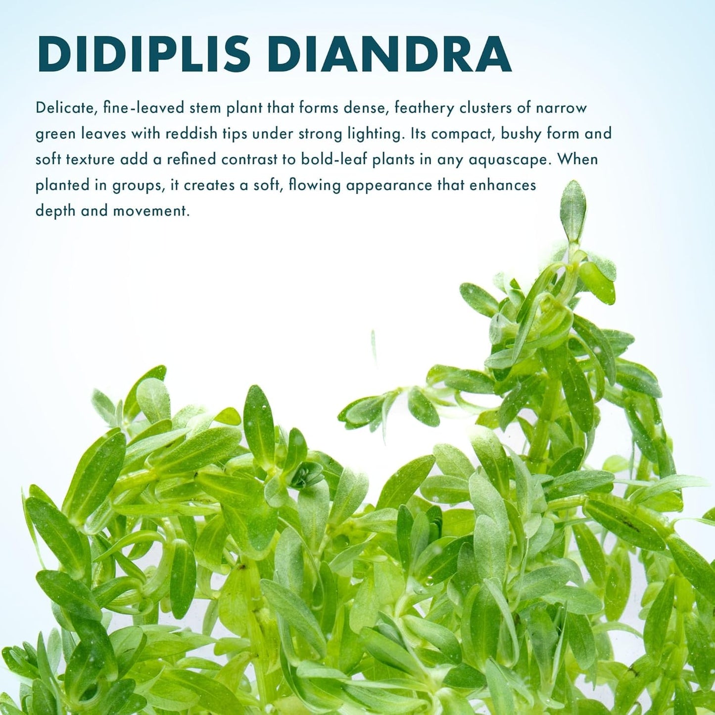 SubstrateSource Live Plants – Water Hedge (Didiplis Diandra) – High Light, Green with Red Tips, Midground to Background Accent – Lead Bunch, 1 Pack