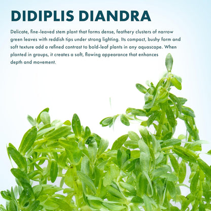 SubstrateSource Live Plants – Water Hedge (Didiplis Diandra) – High Light, Green with Red Tips, Midground to Background Accent – Lead Bunch, 1 Pack