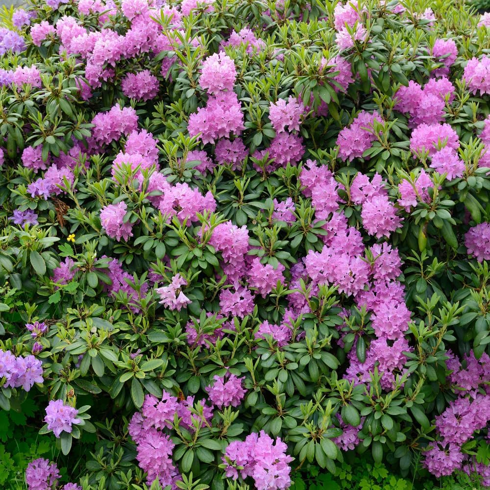 Rhododendrons Plant Live, Light Purple Rhododendron Shrub, Large Flowering Tree 1 Gallon Potted for Gardening