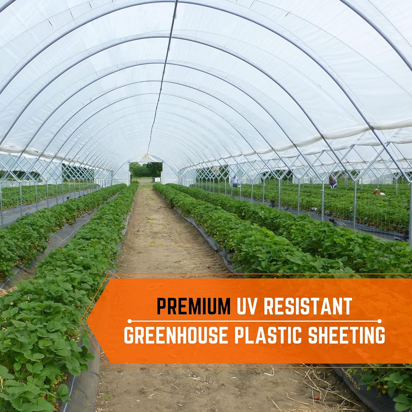 Farm Plastic Supply - Clear Greenhouse Plastic Sheeting - 6 mil - (25' x 15') - 4 Year UV Resistant Polyethylene Greenhouse Film, Hoop House Green House Cover for Gardening, Farming, Agriculture