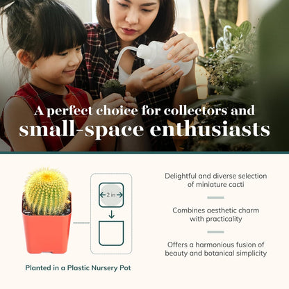 Shop Succulents Premium Live Mini Cactus Plants in Bulk 2" Pots, Easy Care Indoor or Outdoor Gardening, Terrariums, Favors, & Contemporary Spaces with Hardy, Resilient Varieties, Pack of 256