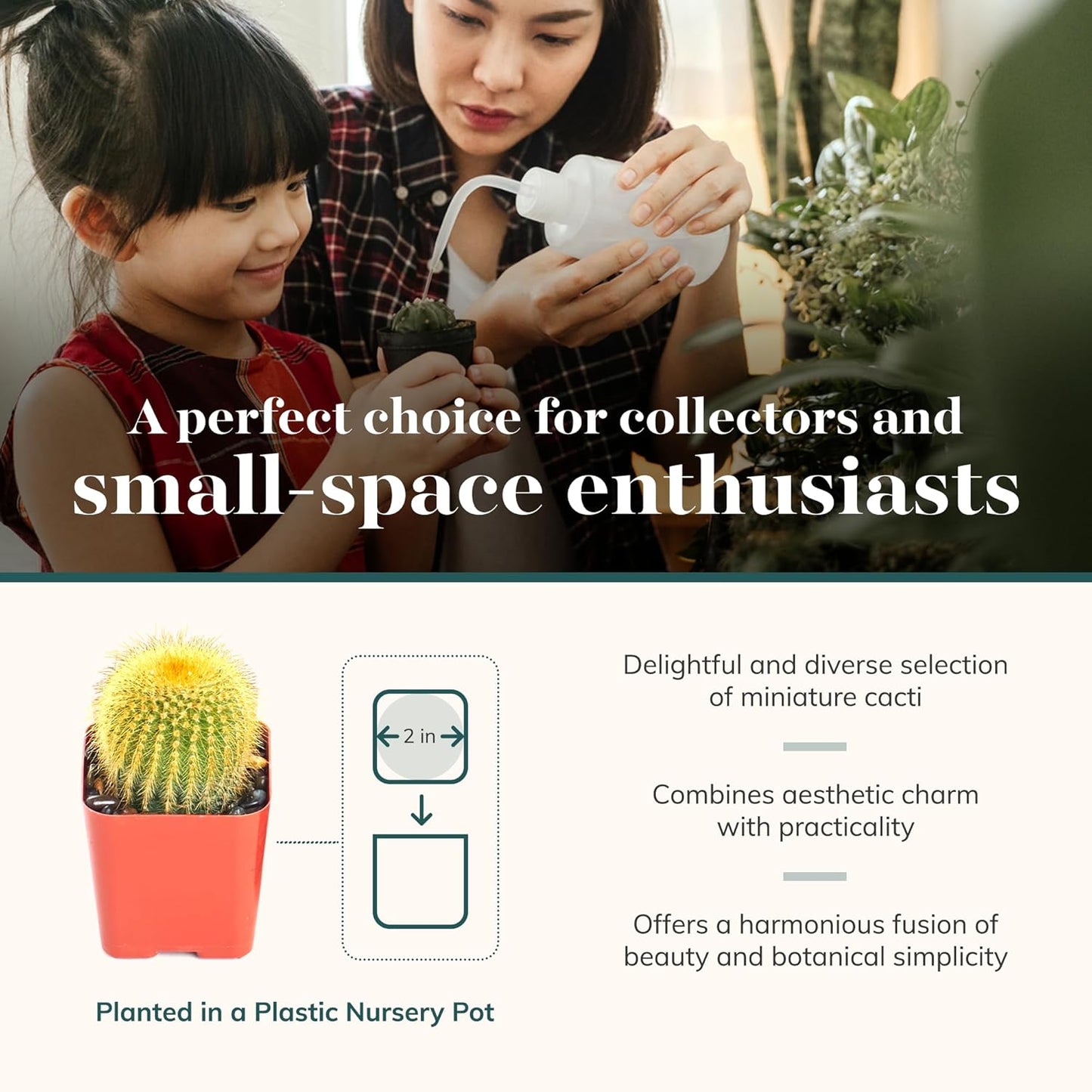 Shop Succulents Premium Live Mini Cactus Plants in Bulk 2" Pots, Easy Care Indoor or Outdoor Gardening, Terrariums, Favors, & Contemporary Spaces with Hardy, Resilient Varieties, Pack of 64