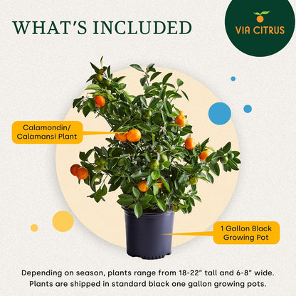 Calamondin Tree Live Plants Outdoor Plant 18-22" Tall - Dwarf Indoor Fruit Trees Live Plants Cannot Ship: CA, AZ/TX/LA – Patio Fruit Plant Pot, Housewarming Gifts, Real Citrus Tree Pot by Via Citrus