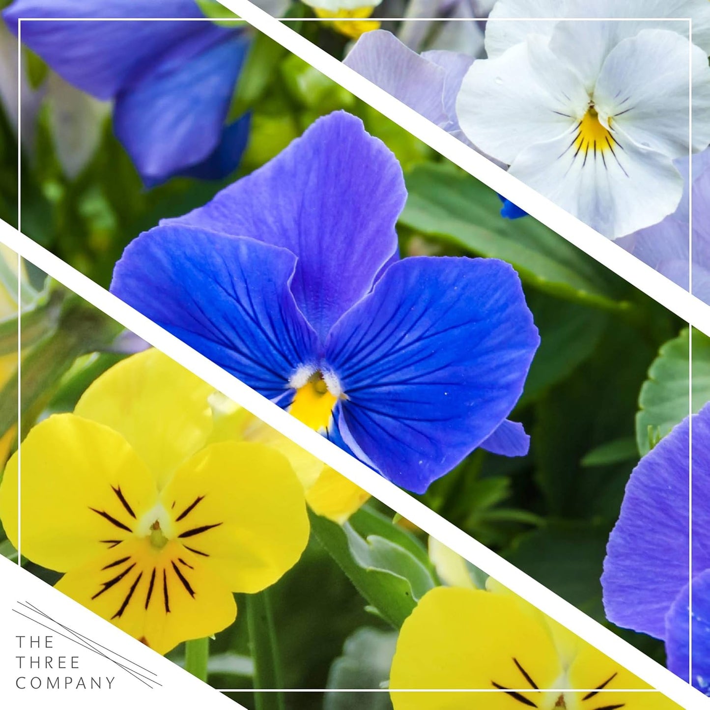 Live Healthy Flowering Pansies - Assorted Colors (4 Plants Per Pack), Beautiful Fall Color, 6" Tall by 4" Wide in 1 Pt Pot