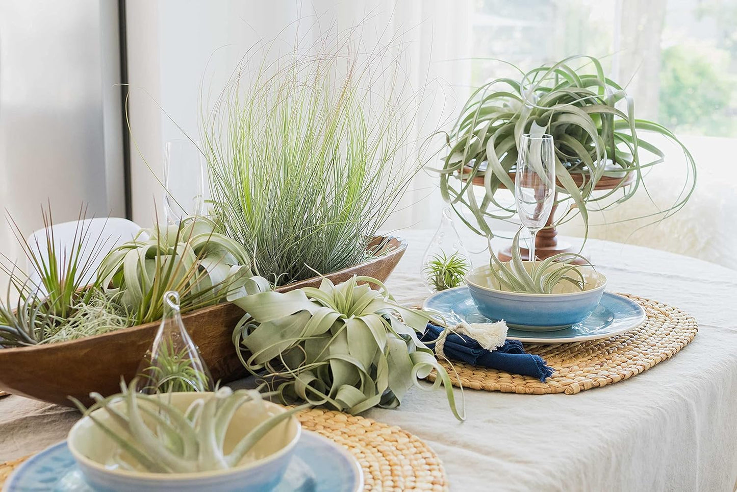 Large Xerographica Air Plants 5 to 7 Inch Wide - Air Plants Live Tillandsia Succulent House Plants Holders - Available in Wholesale/Bulk - Home and Garden Decor - Easy Care Indoor/Outdoor Plants(1 PC)