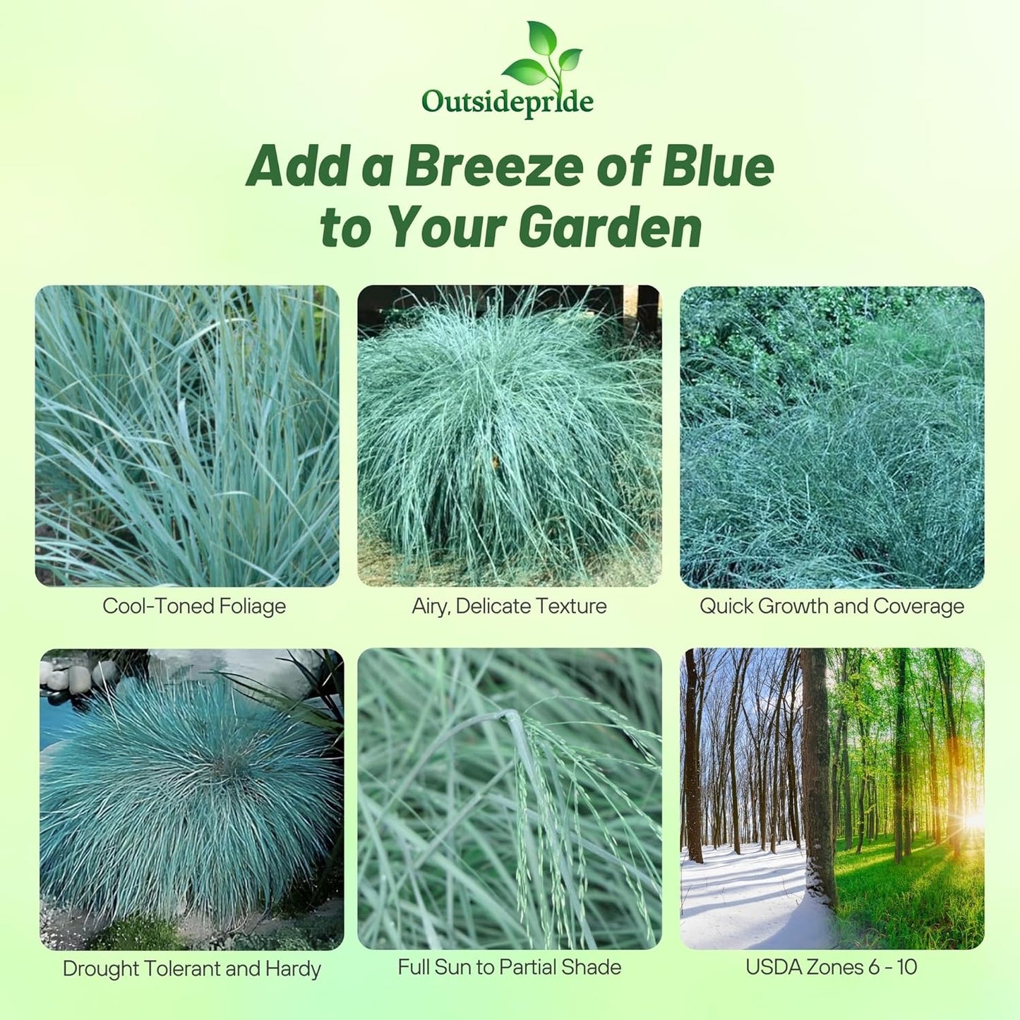 Outsidepride 1000 Seeds Perennial Eragrostis Elliotii Blue Eros Ornamental Love Grass Seed for Planting