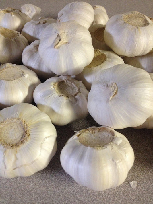 Garlic Bulbs, Whole Garlic Bulbs, 2 Pound , Ready for Planting or Preparing as a Great Flavoring for Any Dish. Jacobs Ladder