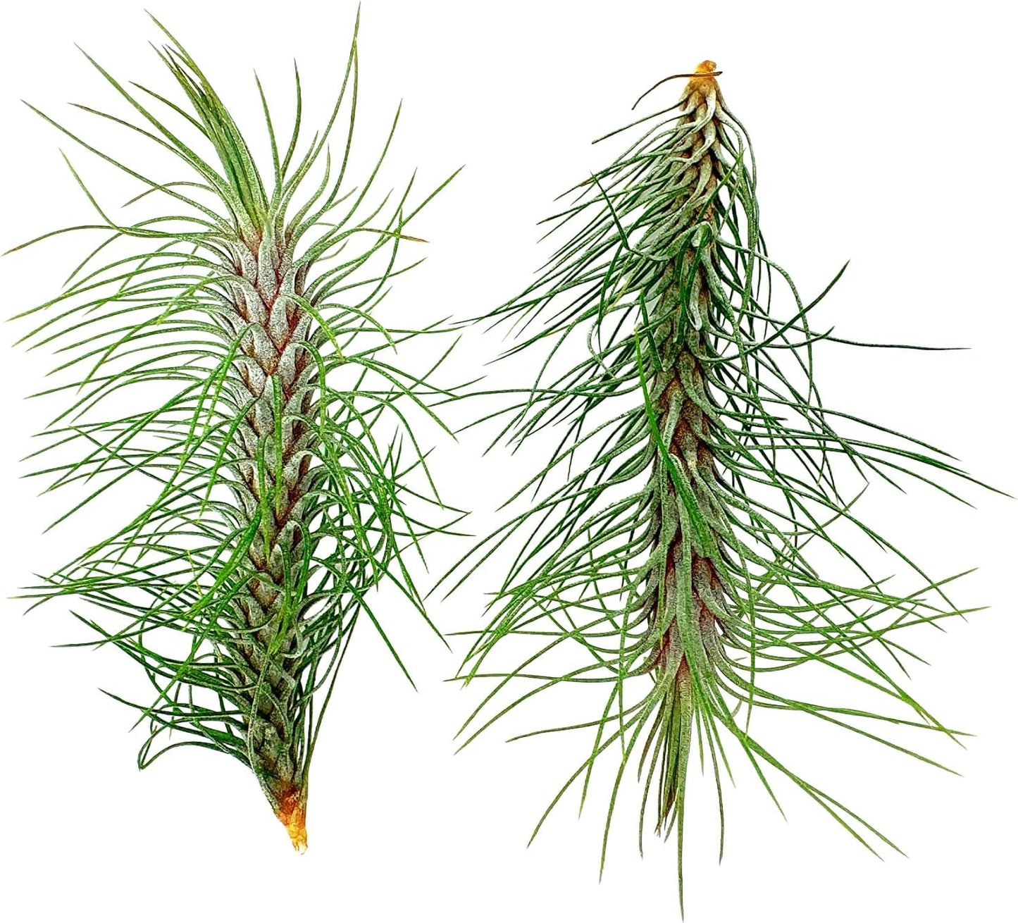 ragnaroc Air Plants - Colombian Tillandsia Funckiana, Large 5" - 2ct - Live Arrival Guaranteed - House Plants for Home Decor & Gift