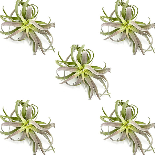 ragnaroc Air Plants - Tillandsia Cacticola, Jumbo 6-9" - 5ct - Live Arrival Guaranteed - House Plants for Home Decor & Gift