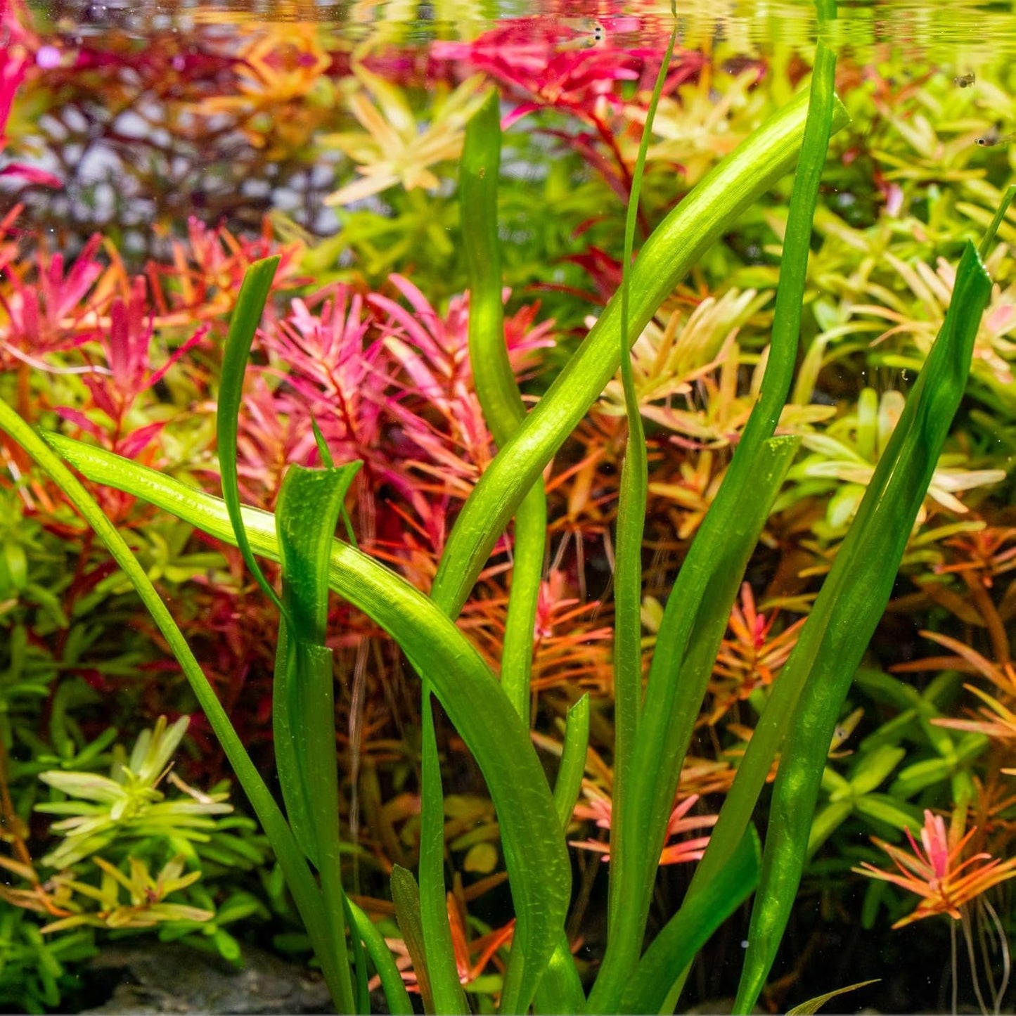 SubstrateSource Live Plant - Tall Grass, Red Jungle Vallisneria - Easy Care, Moderate to High Light, Reddish Green Accent, Freshwater Aquatic Plant for Aquascaping - Lead Bunch